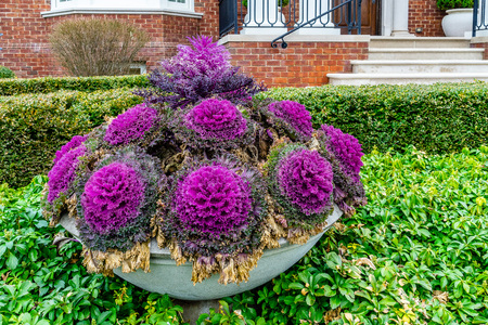 Flowers, stones and nicely trimmed grass in front of the house, front yard. Wintar in Brooklyn NY USの写真素材
