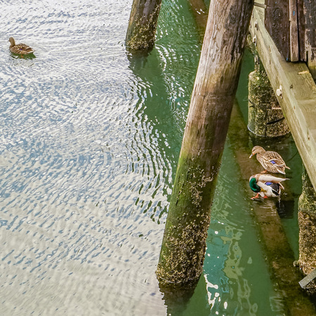 Sheepshead Bay, Brooklyn, US - Ducks under Ocean Avenue Pedestrian Bridge.の写真素材