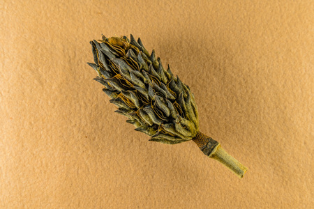 Seed Pod of the Magnolia Tree on light brown felt background.の写真素材