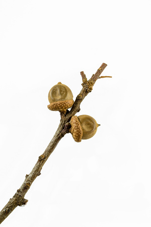 Two acorns of red oak on a branch isolated on the white background.の写真素材