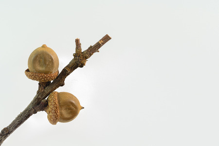 Two acorns of red oak on a branch isolated on the white background.の写真素材