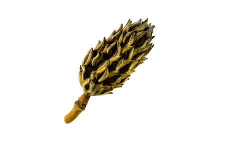 Seed Pod of the Magnolia Tree isolated on the white background.の写真素材