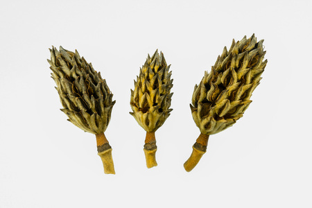 Three Seed Pods of the Magnolia Tree isolated on the white background.の写真素材