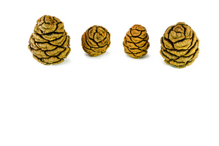 Four giant sequoia cones isolated on the white background.の写真素材