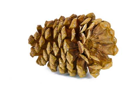 Giant sugar pine cone, California isolated on the white backgroundの写真素材