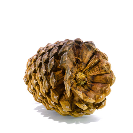 Giant sugar pine cone, California isolated on the white backgroundの写真素材