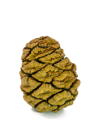 Giant sequoia cone isolated on the white backgroundの写真素材