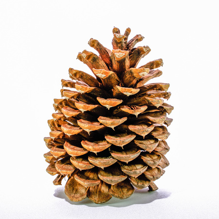 Giant sugar pine cone, California isolated on the white backgroundの写真素材