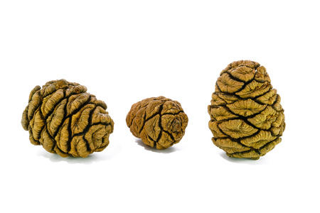Three giant sequoia cones isolated on the white backgroundの写真素材