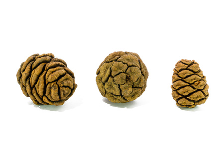 Three giant sequoia cones isolated on the white backgroundの写真素材