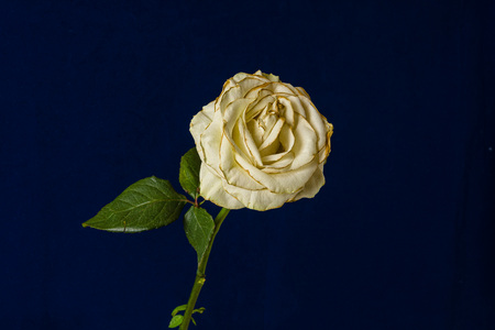 Fading white rose isolated on dark blue background.の写真素材
