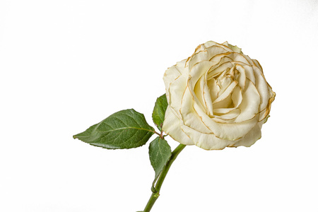Fading white rose isolated on white background.の写真素材