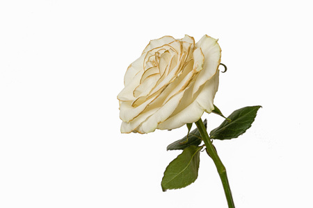 Fading white rose isolated on white background.の写真素材