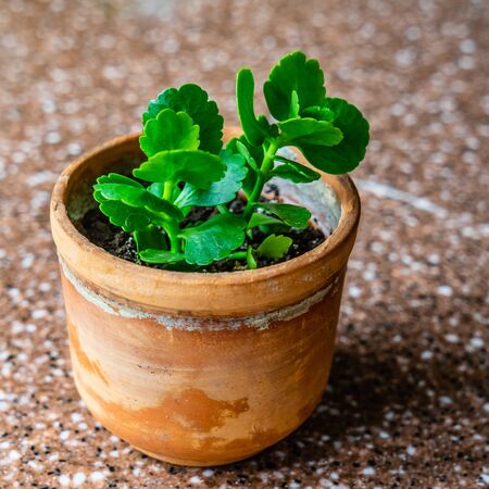 Kalanchoe in brown handmade pot on marble.の写真素材