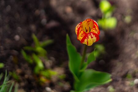 Beautiful red yellow tulip bud. The background is blurred.の写真素材
