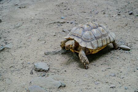 Turtle crawling on the sand with stones.の写真素材