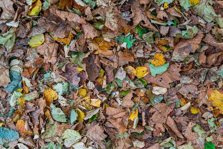 Autumn fallen leaves on the ground. Fall background.の写真素材