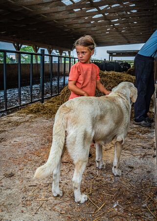 Amish Country, Lancaster PA US - September 4 2019, Amish girl and dogs on a farm.のeditorial素材