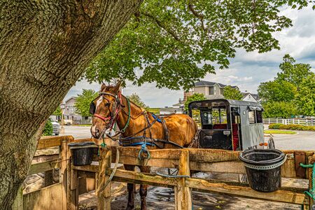 Amish horse and buggy under the big tree field agriculture in Lancaster, PAの写真素材