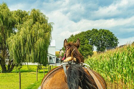 Amish horse and buggy field agriculture in Lancaster, PA USの写真素材