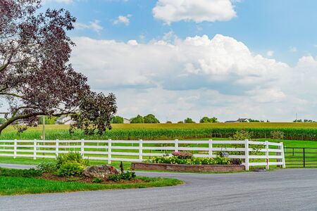 Amish country corn field, road trees fence and flowers in Lancaster, PAの写真素材