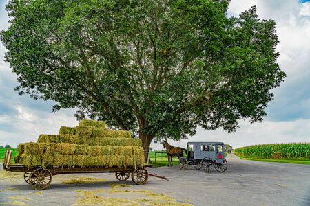 Amish horse and buggy under the big tree field agriculture in Lancaster, PA USの写真素材