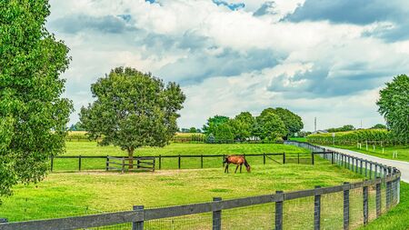 Amish country cornfield field agriculture in Lancaster, PAの写真素材