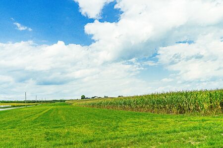 Amish country cornfield field agriculture in Lancaster, PA USの写真素材