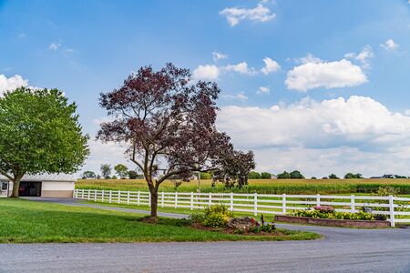 Amish country corn field, road trees fence and flowers in Lancaster, PA USの写真素材