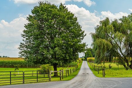 Amish country corn field, road trees fence and flowers in Lancaster, PA USの写真素材