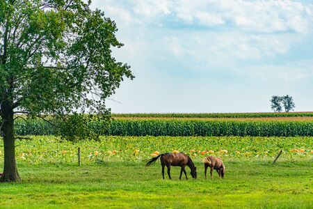 Amish country field agriculture, horse, harvest, farm, barn in Lancaster, PA US.の写真素材