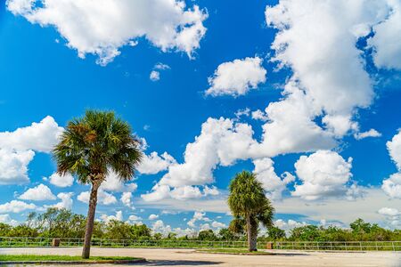 Everglades wetland in Florida, Everglades and Francis S. Taylor Wildlife Management Area.の写真素材