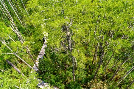 Wooden path through forest woods of Okefenokee Swamp Park in Georgiaの写真素材