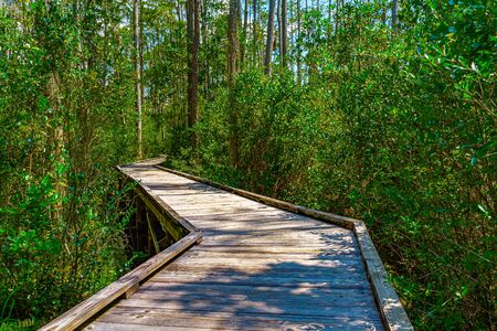 Wooden path through forest woods of Okefenokee Swamp Park in Georgiaの写真素材