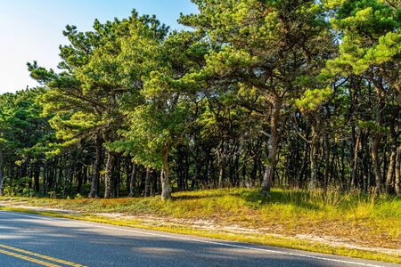 Pine forest on dunes, Ecoregion pine wasteland, Cape Cod Massachusetts, US.の写真素材