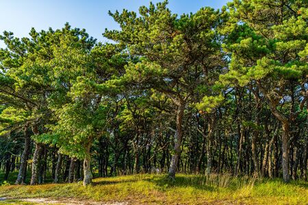 Pine forest on dunes, Ecoregion pine wasteland, Cape Cod Massachusetts, US.の写真素材