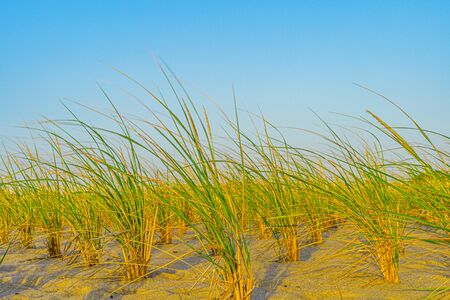 Beach, Sand Dunes and Grass on north side of the Provincelands Cape Cod, Atlantic ocean view MA USの写真素材