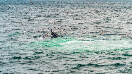 Humpback Whale Provincetown, Cape Cod, Massachussetts United Statesの写真素材