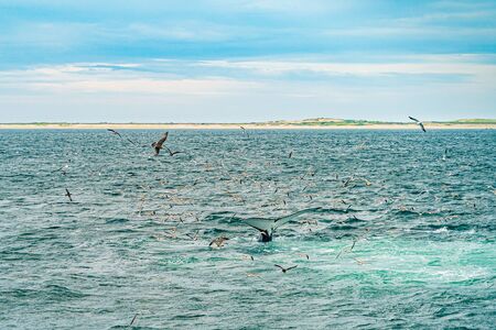 Humpback Whale Provincetown, Cape Cod, Massachussetts United Statesの写真素材