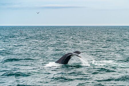Humpback Whale Provincetown, Cape Cod, Massachussetts United Statesの写真素材