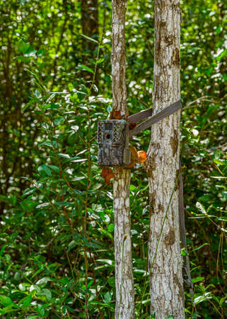 Forest swamp land in Okefenokee Swamp Park, Southern Georgia.の写真素材