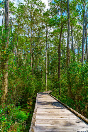 Wooden path through forest woods of Okefenokee Swamp Park in Georgia.の写真素材