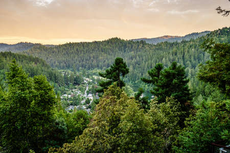 Sequoia and pine trees in Guernewood Parkの写真素材