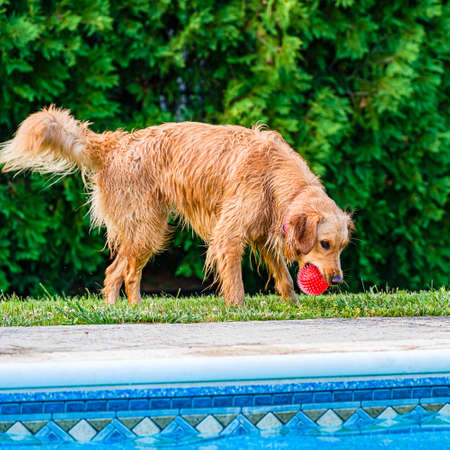 A golden retriever plays with a red ball near a pool on the grass on a hot sunny day in New Jersey, USAの写真素材