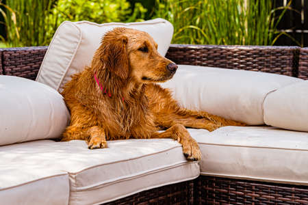 A golden retriever lies on a couch by the pool on a hot sunny day in New Jersey, USの写真素材