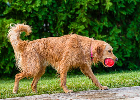 A golden retriever plays with a red ball near a pool on the grass on a hot sunny day in New Jersey, USAの写真素材