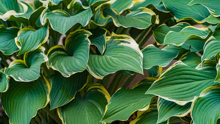 Carpet of fresh green, yellow leaves bush backgroundの写真素材
