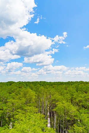 Forest swamp land in Okefenokee Swamp Park, Southern Georgia.の写真素材