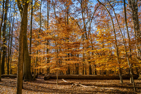 Golden fall in South Mountain Reservation in New Jersey, USAの写真素材