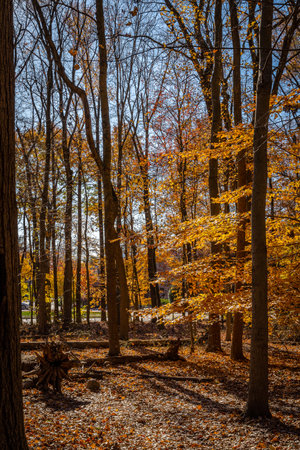 Golden fall in South Mountain Reservation in New Jersey, USAの写真素材
